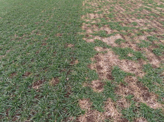 Two winter triticale varieties planted side by side on the same day. The variety on the left has stronger snow mould tolerance than the variety on the right.