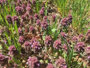 Purple deadnettle in a winter wheat field.    