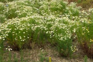 Scentless chamomile has been difficult to control this spring.[DN1] 