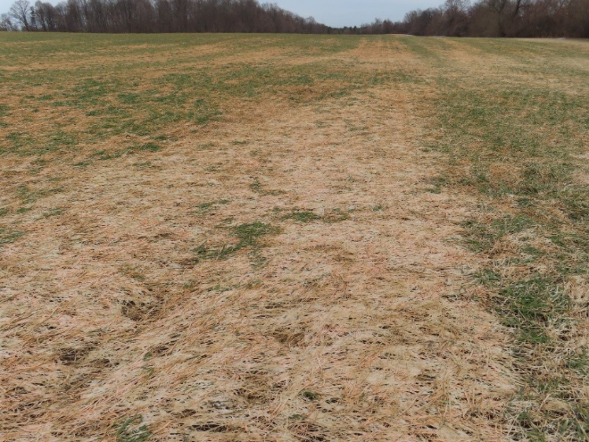 Pink snow mould in early planted winter triticale field.  