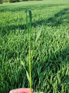 Triticale with flag leaf emerging is ready for harvest.