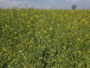 Winter canola approaching the end of flowering in Chatham-Kent on May 25, 2026.