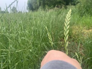 Ryegrass