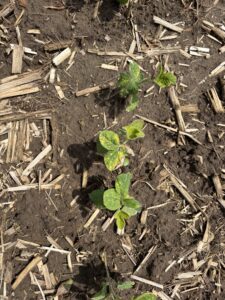 Group 2 herbicide injury in soybeans.