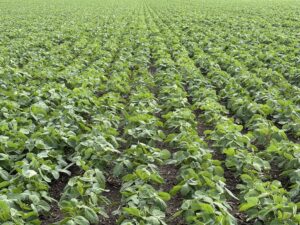 Soybeans at the V5 growth stage in Perth County on July 24th.