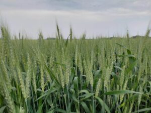 Winter wheat in Oxford County on June 9th with anthers extruded.