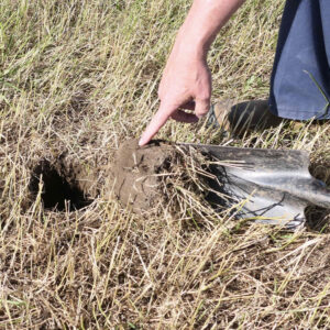 Tools and methods for Field Scouting Spring Planting Issues including compaction and root issues.