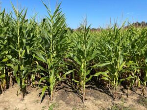 Testing new products and practices on farm may offer little value without proper planning.
