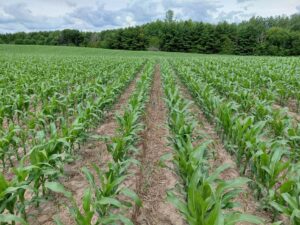 Corn field at about the 7 leaf collar (V7) stage, not yet quite closing rows.