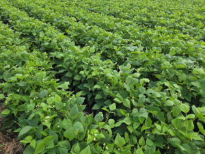 Abundance of flowers in dark red kidney beans nearing row closure on 30” rows. 