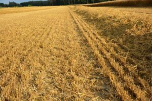 A wheat field after harvest. Photo credit to Ian McDonald, OMAFA