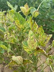 Sudden death syndrome leaf symptoms (yellowing and interveinal browning) often confused with brown stem rot