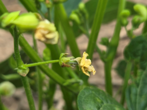 Pin pod stage and decaying flower in dark red kidney beans. 
