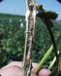 Brown Stem rot pith browning distinguishes the disease from SDS (pith white)