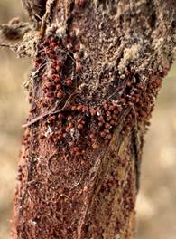 Red crown rot produces characteristic red perithecia at the crown 
