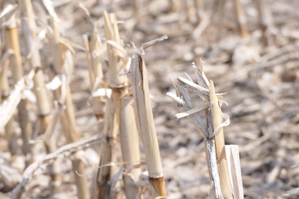 Corn Stubble Conditioning at the Combine. Source: Ian McDonald