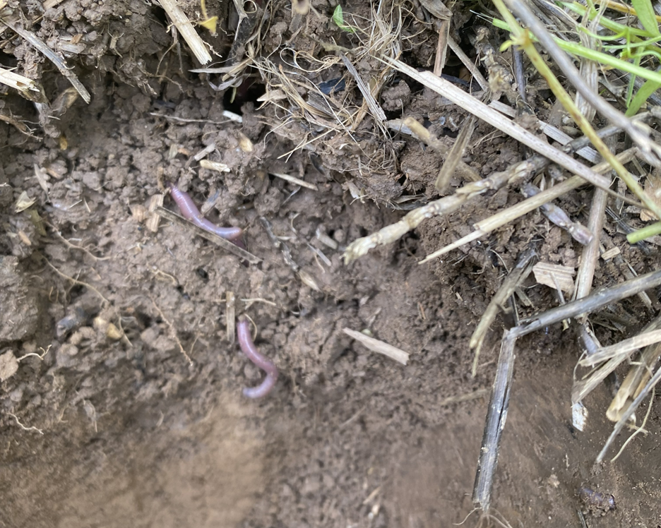 dug out section of topsoil with two earthworms and plant residue on soil surface