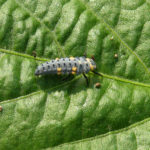 ladybeetle-larva