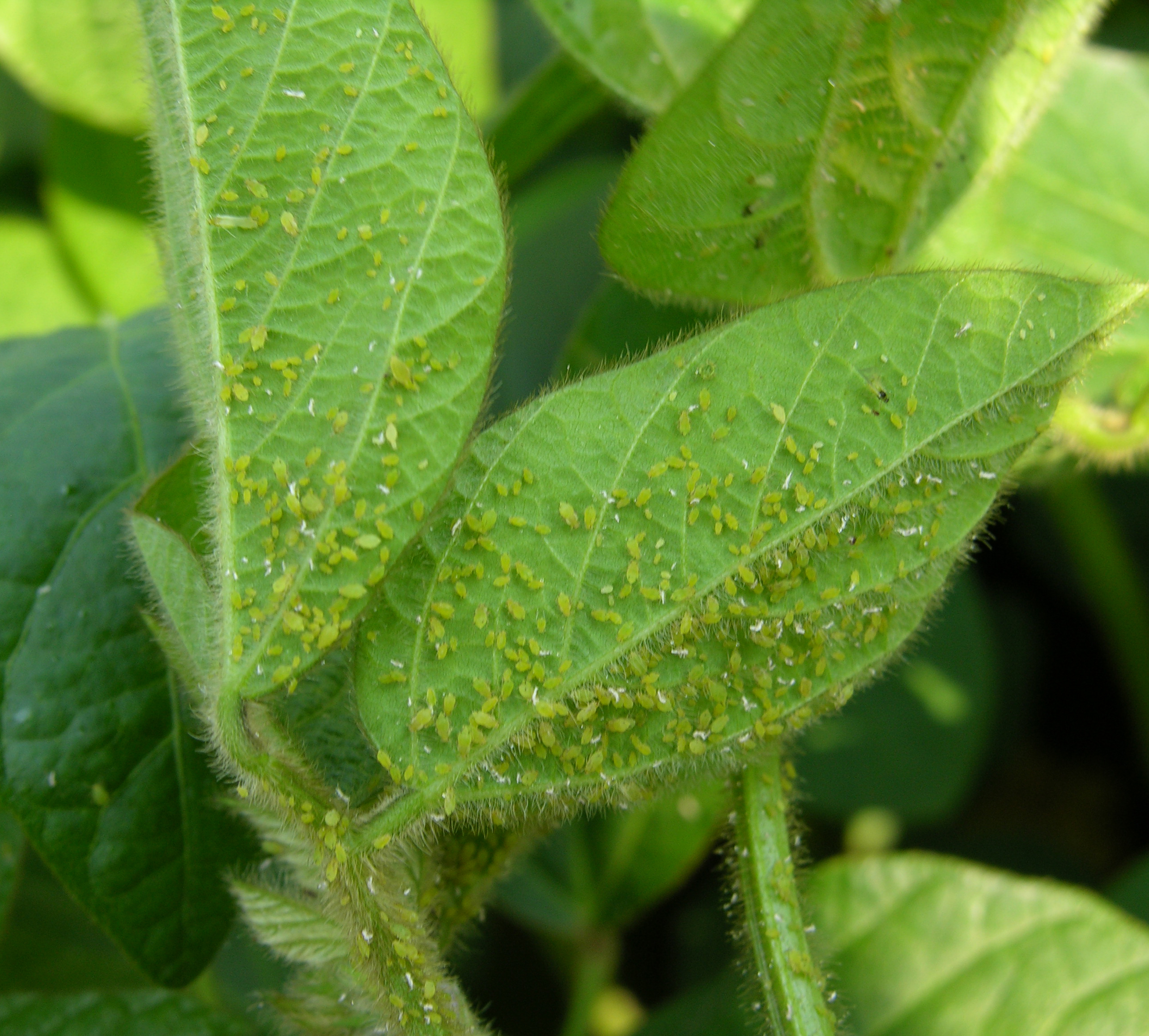 Soybean Aphids Continue to Build in Some Fields – Scouting Should Begin ...